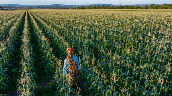 A person in colourful traditional clothing stands in the middle of a vast cornfield with evenly spaced rows stretching into the distance.
